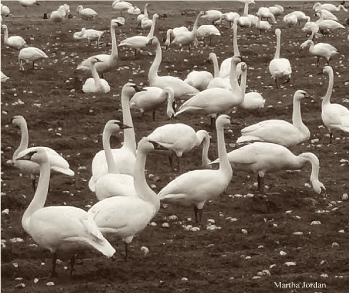 Trumpeter and Tundra Swans in a potato field