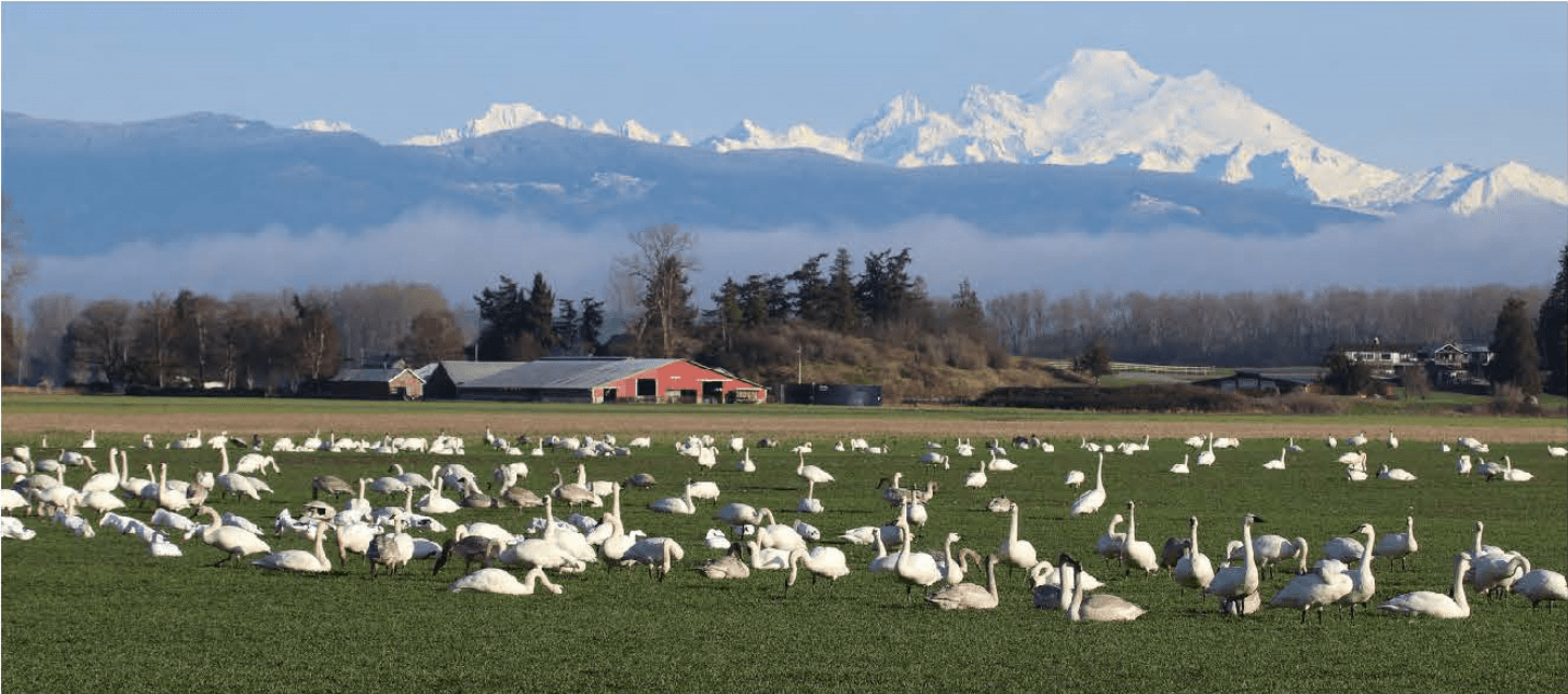 Swans wintering on a dairy farm