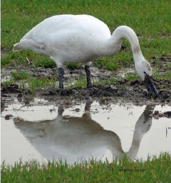 A Trumpeter Swan in dairy pasture grass