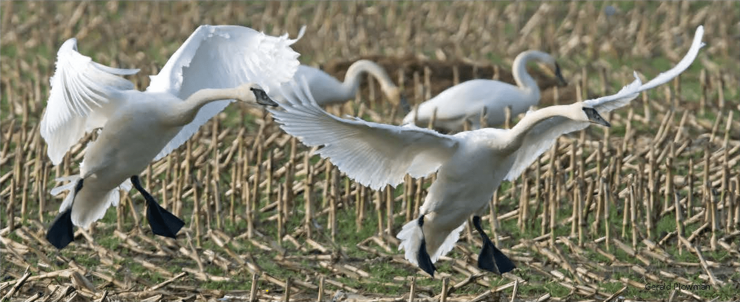 Two Trumpeter Swans landing in a harvested corn field