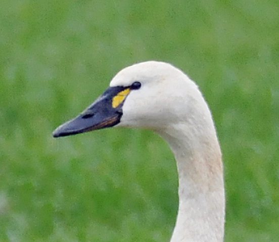 Close-up of a swan's head, green background.
