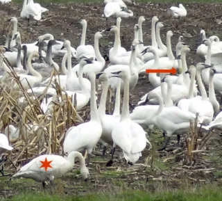 Flock of swans in a field.