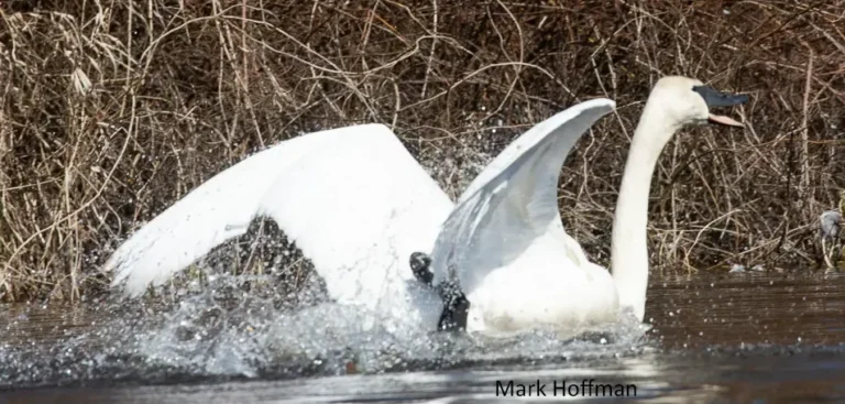 Swan splashing in water with wings spread.