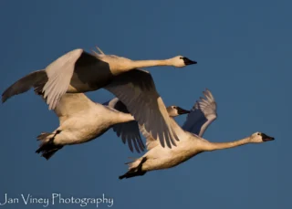 Flying swans in clear blue sky.