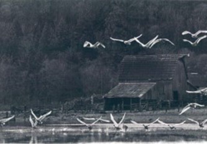 A flock of birds flying over water near a house.