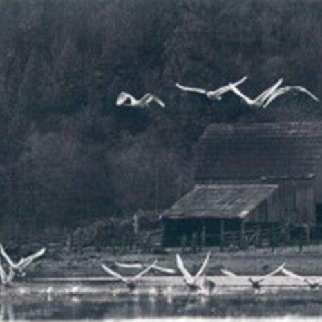 A flock of birds flying over water near a house.