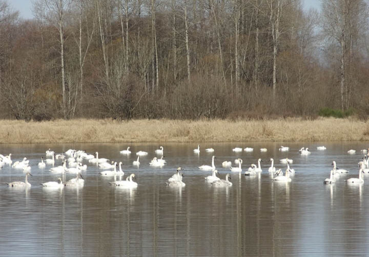 A flock of birds swimming in the water.