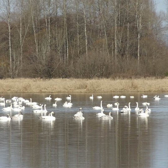 A flock of birds swimming in the water.