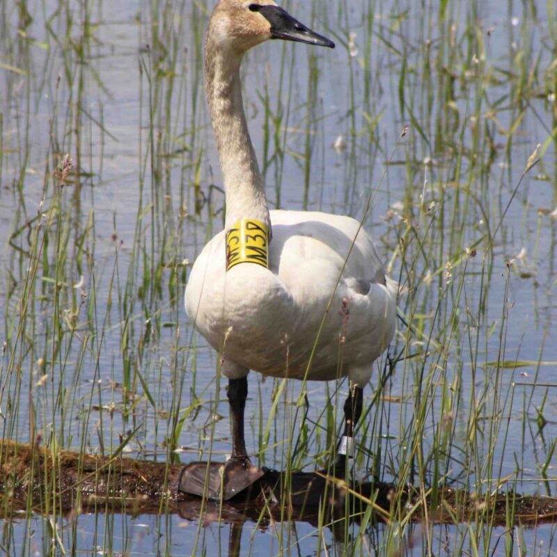 A swan with a tag on its neck in the water.