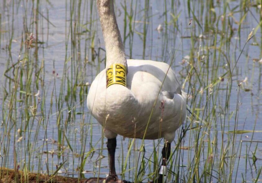 A swan with a tag on its neck in the water.