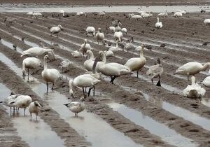 A flock of sheep grazing in an open field.