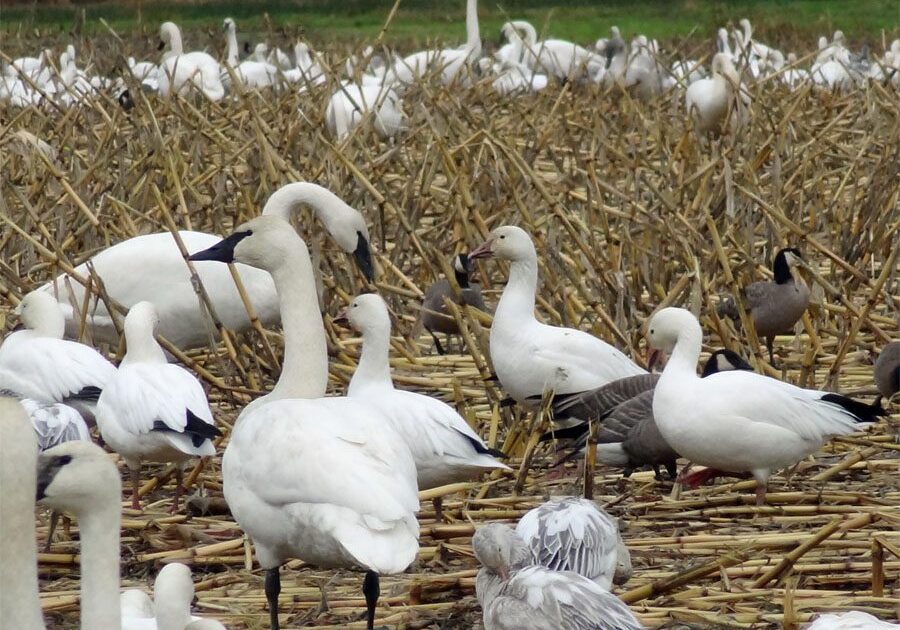 A flock of birds standing on top of a dry grass field.