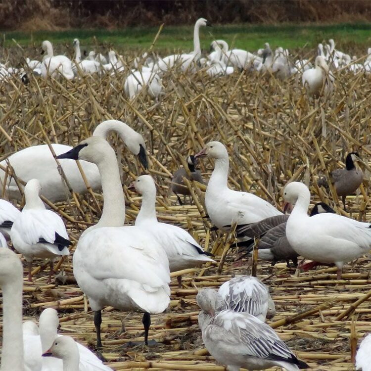 A flock of birds standing on top of a dry grass field.