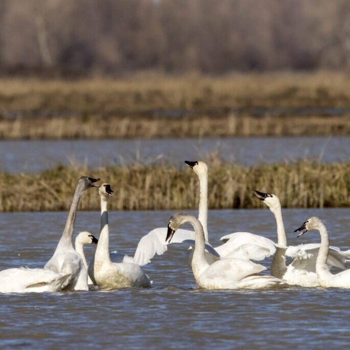 A flock of swans swimming in the water.