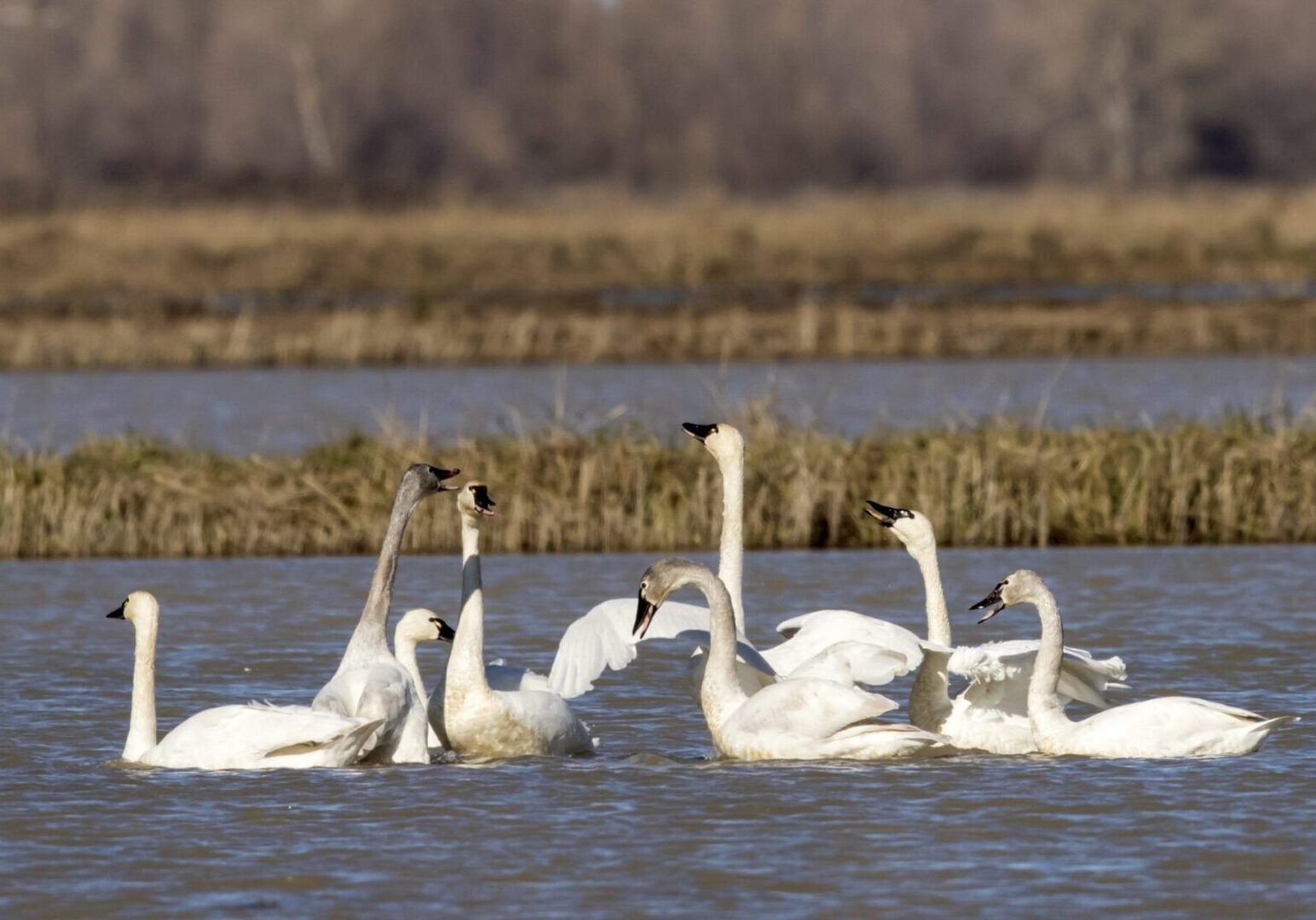 A flock of swans swimming in the water.