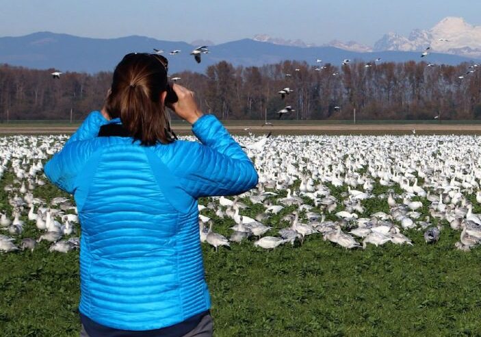 A woman in blue jacket taking picture of geese.