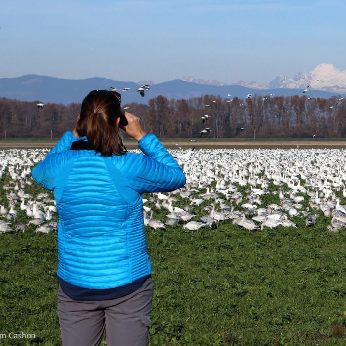 A woman in blue jacket taking picture of geese.