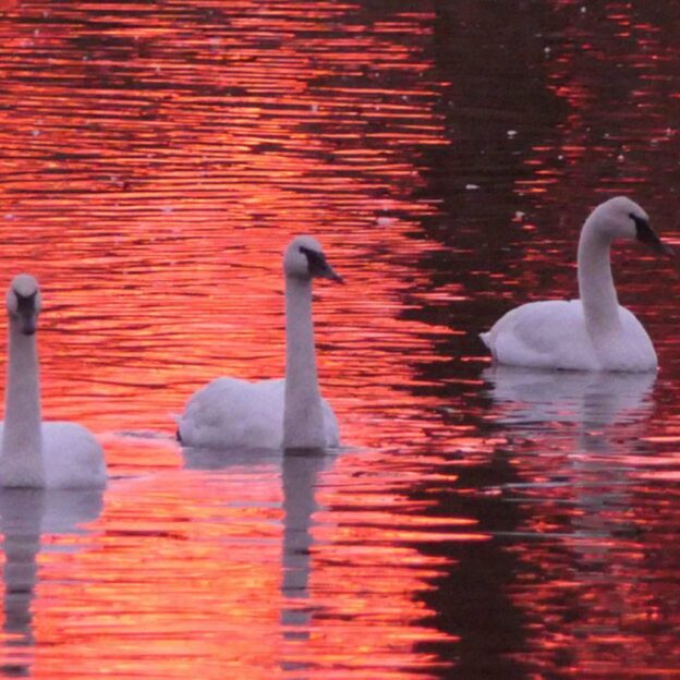 Three swans swimming in a body of water.