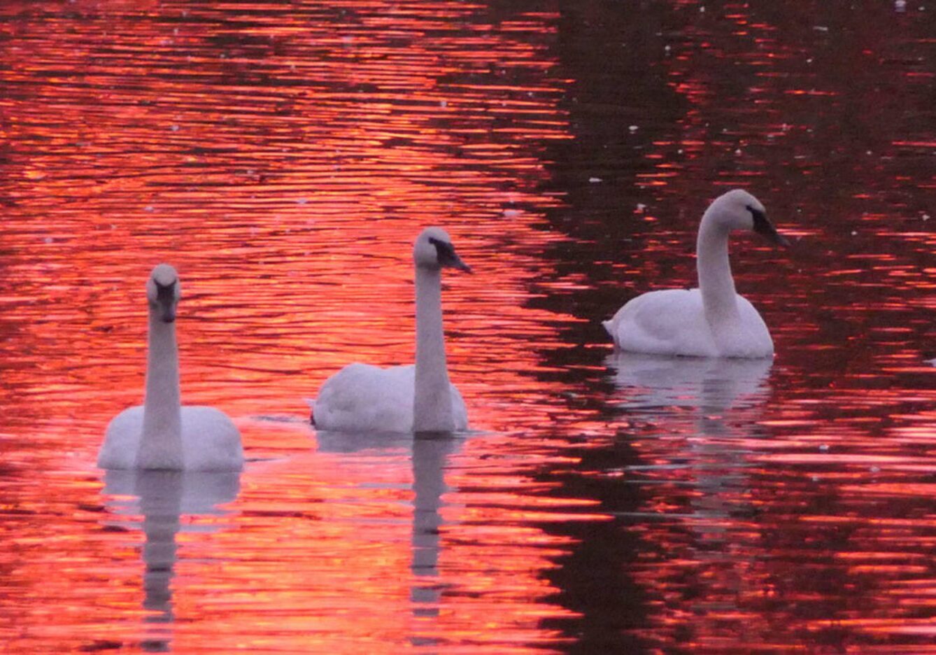 Three swans swimming in a body of water.