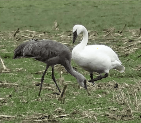 Trumpeter Swan and Sandhill Crane in a corn field